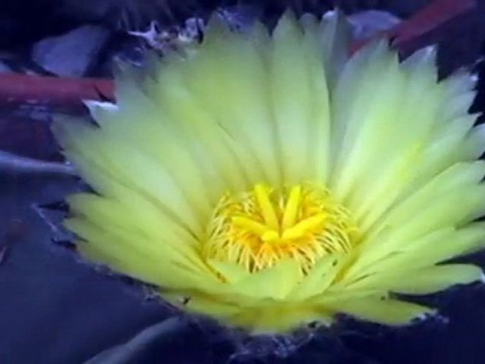 Cactus ouverture