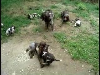 EMERAUDE AVEC SES CHIOTS DE HUIT SEMAINES