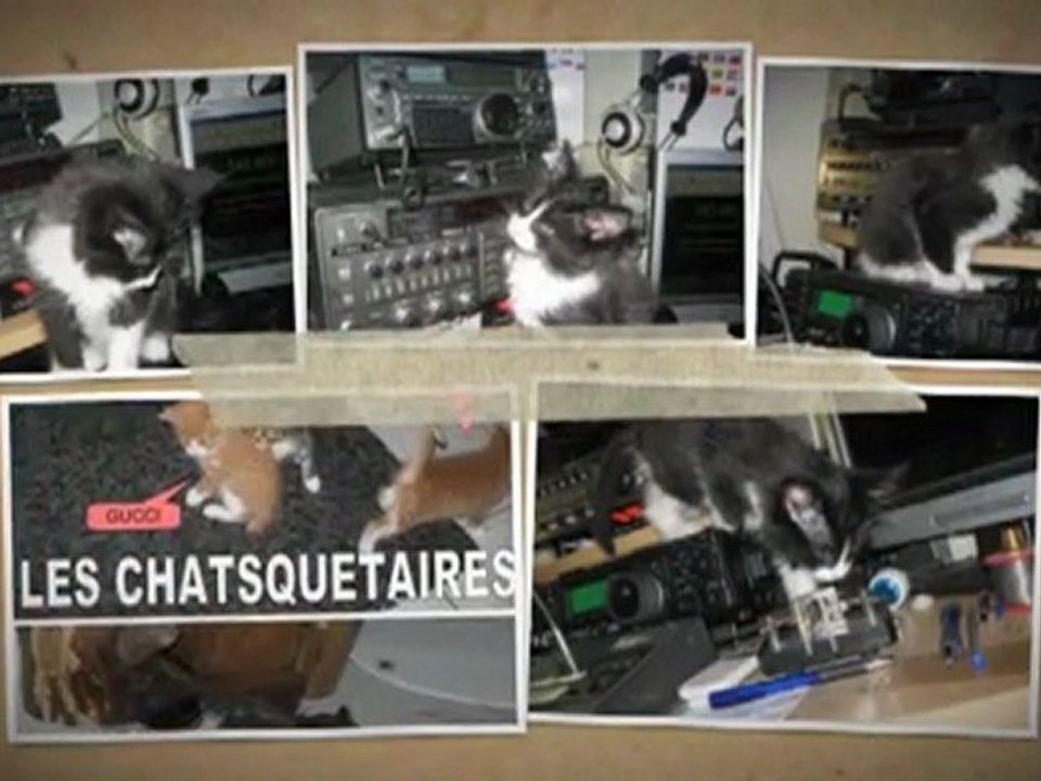 LES CHATS