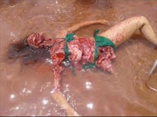 Watch the Exciting HD Trailers for Mega Piranha 🐟