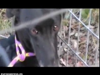 Nuevo caso de maltrato animal