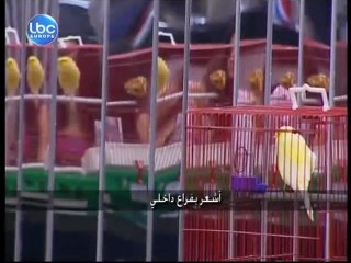 Quotidiennes 19/06 - (3) - Star Academy LBC 8