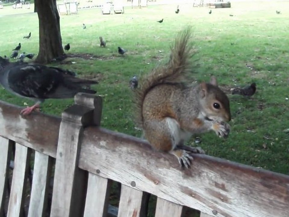 Saint James's Park à Londres, le 08/06/2011
