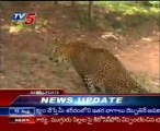 Cheeta attacked on a Former Kishtayya @ Kadapa dist