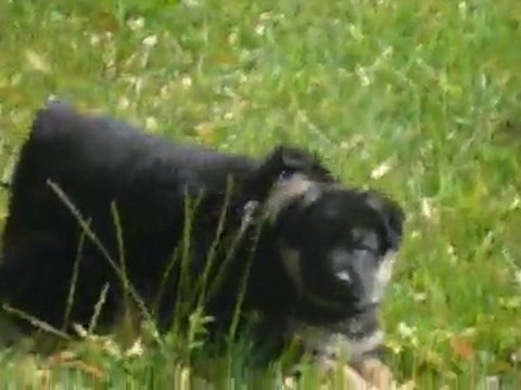 Chiots berger allemand