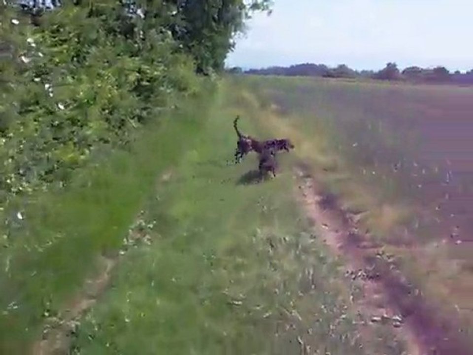 canelle et marley ( champ )