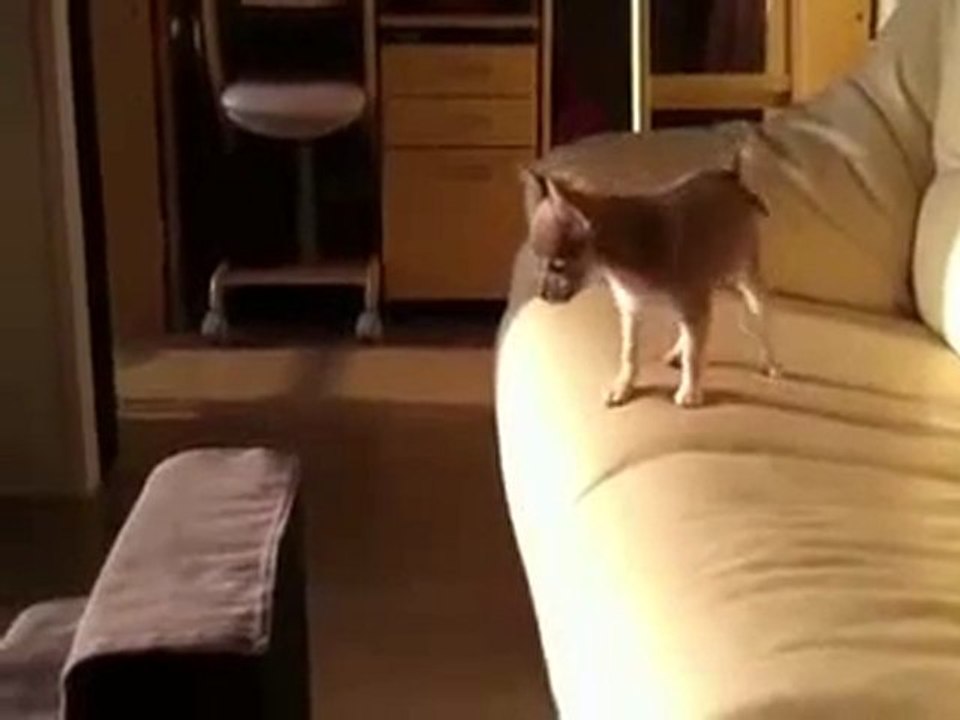 Springender Welpe Fail