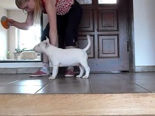 bull terrier puppy boy