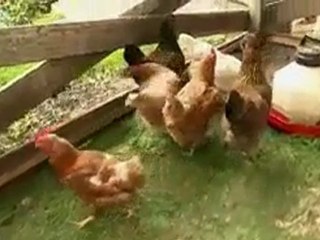 Backyard Chickens All the Rage in the Big Apple - CBN.com