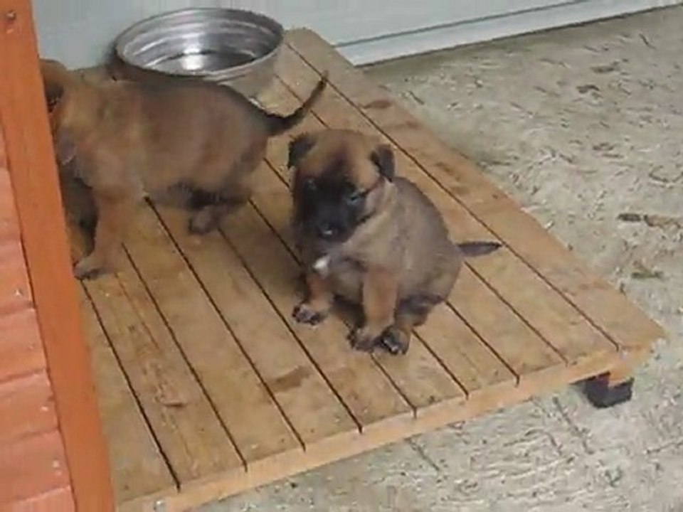 Portée mai 2011 Cahoko x Boris - Femelle BLANCHE - 4 semaines