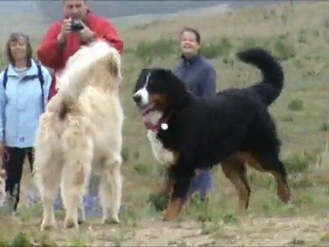 Balade Ton Chien à la barre de monts 200611