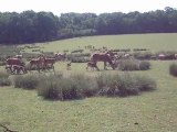 Les Cerfs Parc de Ste Croix