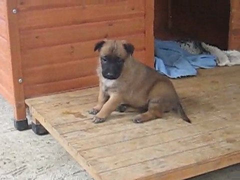 Portée mai 2011 Cahoko x Boris - Femelle SANS COLLIER - 4 semaines