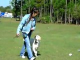 YouTube - Labrador Dusty Starting Off Leash Dogtra E collar Pager