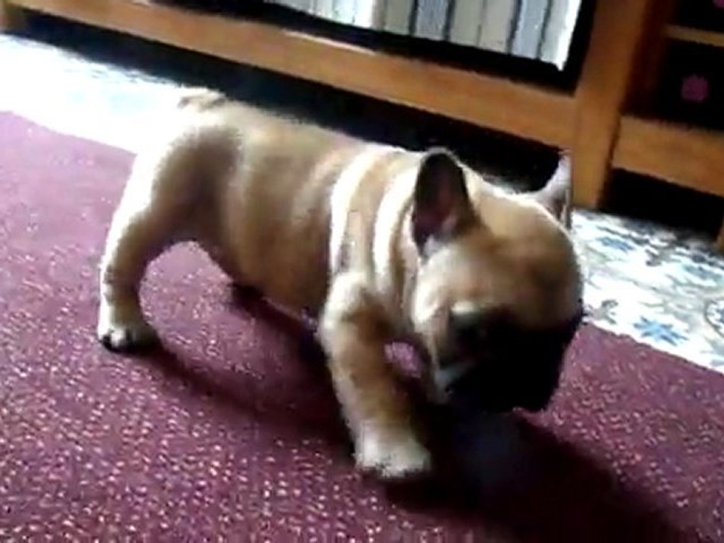 Bebe Fauve 6 Semaines Video Dailymotion