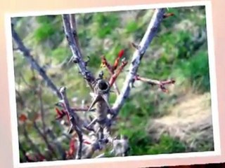 "Madre Natura" By EINAUGEN©