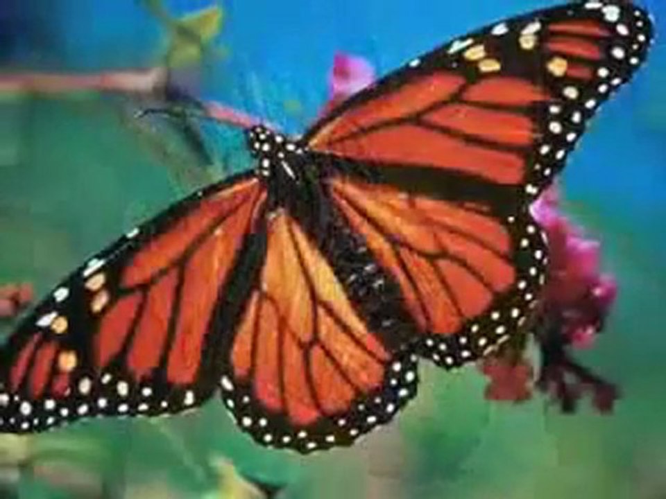 Masha ALLAH Anasheed