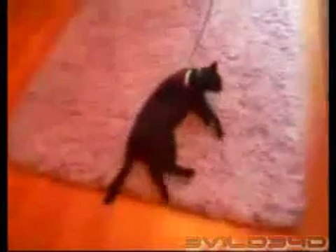 0366 - Chats feignants