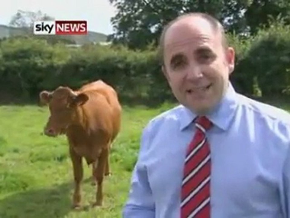 Bovine Einstein： Cow Escapes Barn.mp4
