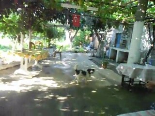 Fotoğraf makinesini görünce sinirlerini hakim olamayan köpek (boncuk)