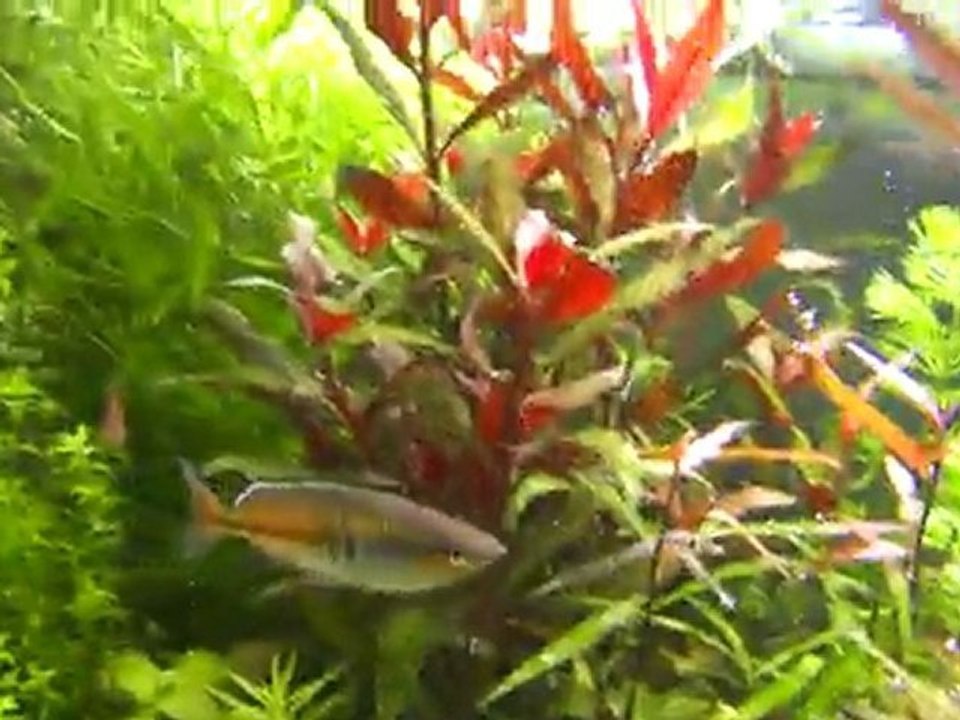 baignade , bac 180l 20/06/11