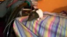 Crazy animals