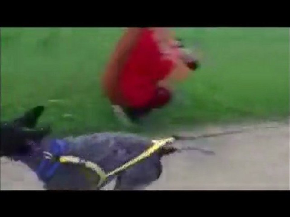 2ème entrainement attelé de Kisy