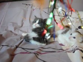 Litter 8 - Gaïa & Galatée des fées d'Avalon*F - Echo x Feragen - 6 week