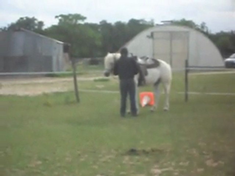 Stage d 'équitation: détente en main au sol 2) 19/06/2011.SDC10622