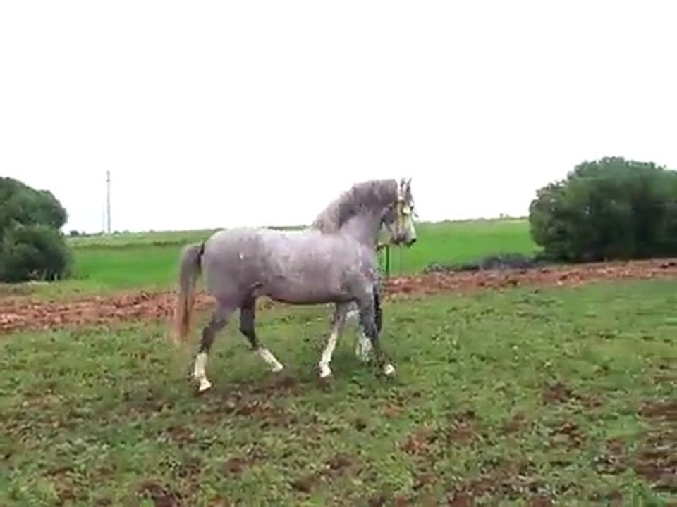 CHEVAL DE TBOURIDA MAROC