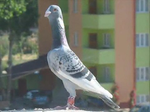 Beytullah gök kahramanmaraş elbistan filo kusları