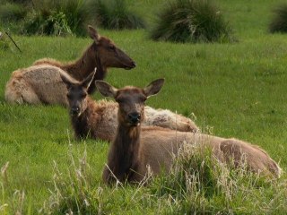 Fern Canyon and Roosevelt Elk set to Dvorak's 9th Symphony