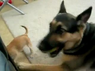 Small dog fighting Big dog | naijanedu.com