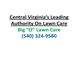 Lawn Charlottesville VA|How To Control Moss In Lawns