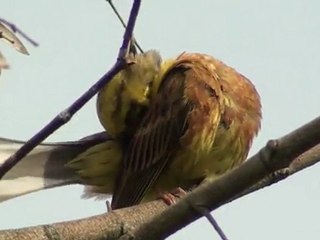 bruant jaune mâle