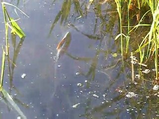 1ere remise a l'eau tout seul pour mon garcon