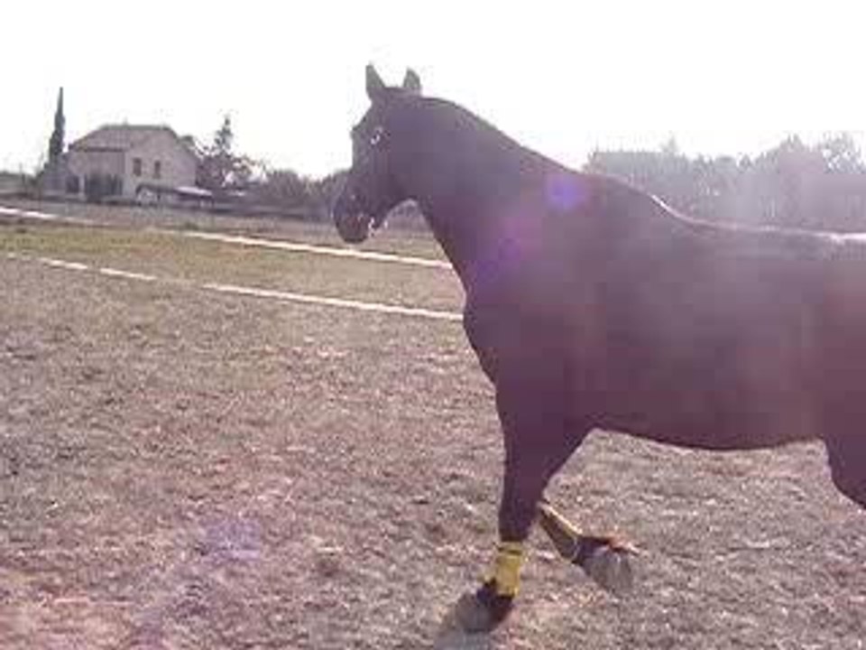 jojo saute en liberté