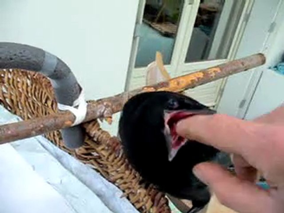 CHOUQUETTE LA CORNEILLE (elle mange)