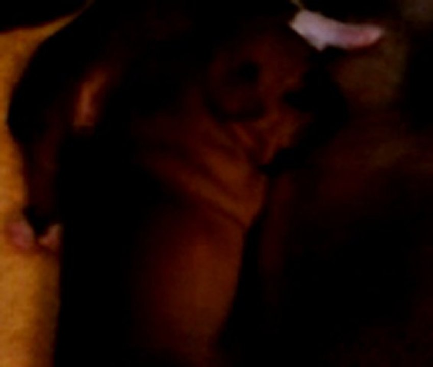 Princesse 4 Chiot n°7 de la portée de Blessing-Blood deïs Orchideüs & de Dr Jones de Staffordland