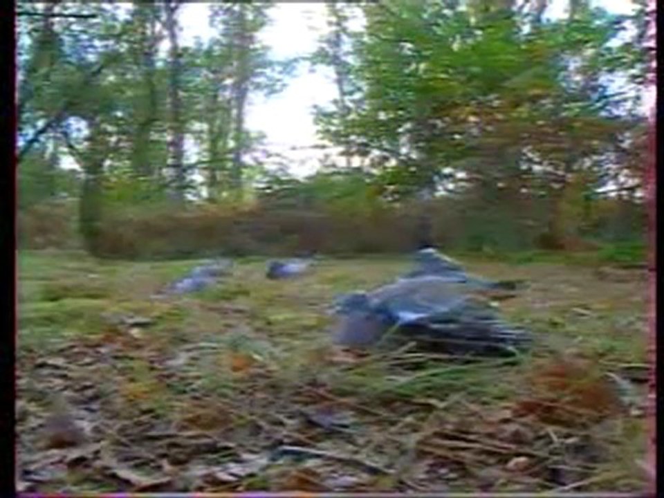 Oiseau d'ou viens tu, ou vas tu_Partie1