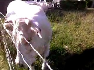 les boeufs a la recherche de pipellette