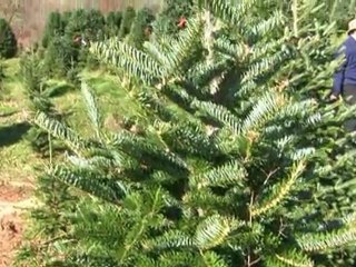 Christmas Choose N Cut Farms in the High Country