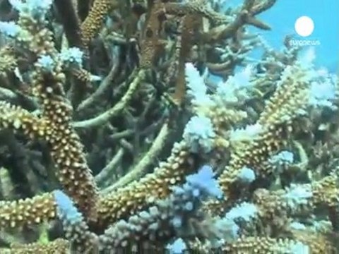 Les espèces marines menacées d'extinction de masse