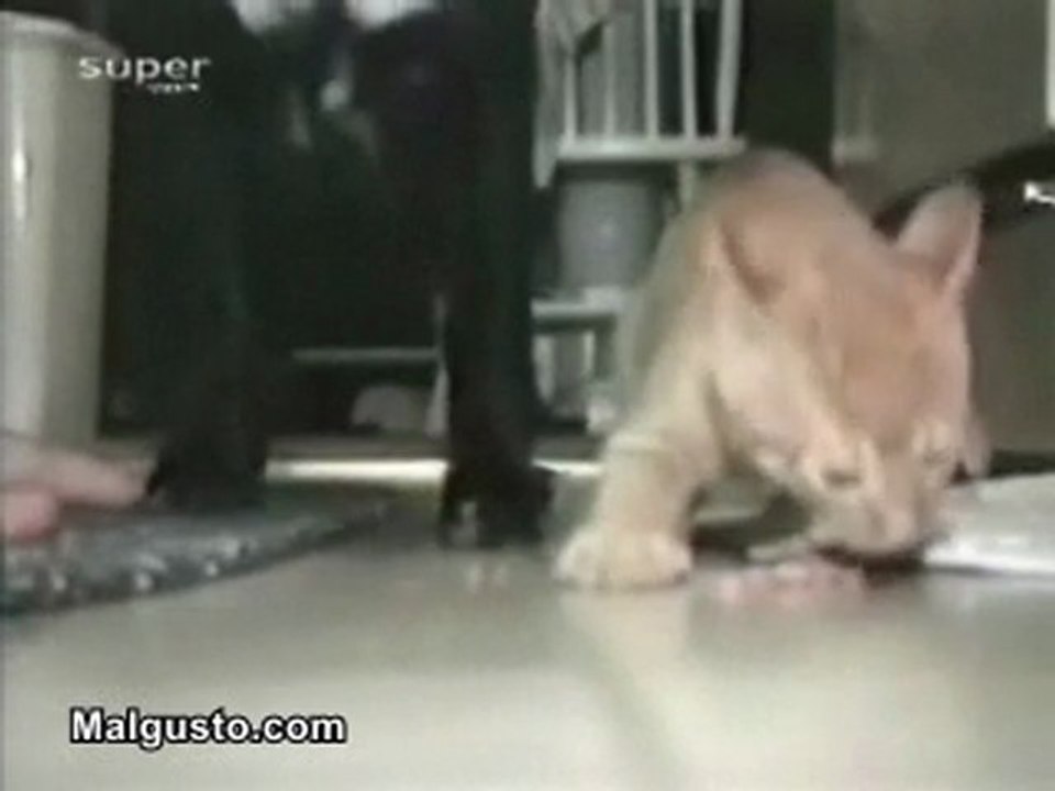 Chat VS Chien