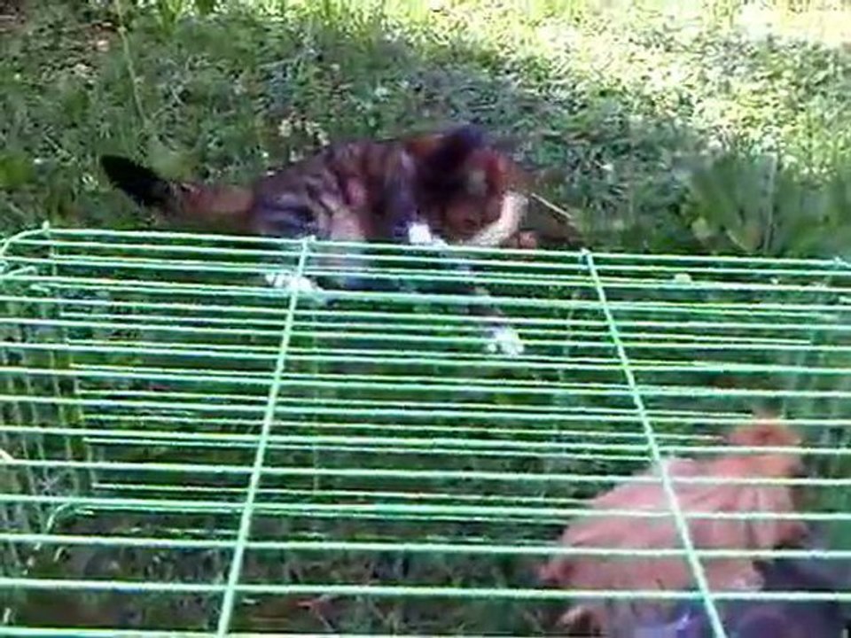 VID 00058-20110615-1703