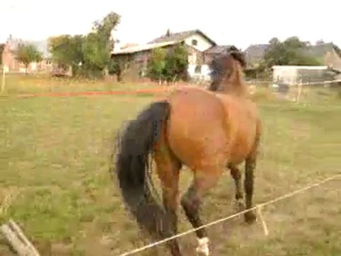 Ulkhan découvre les barres au sol