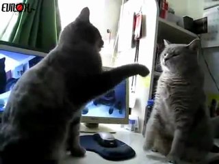 EVILOX_chats-jeu-pattes