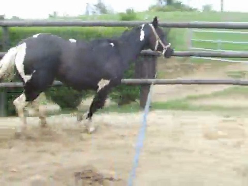 Donna jument paint horse