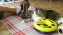 Rocky & Elliot vom Katzenheim Schwaz