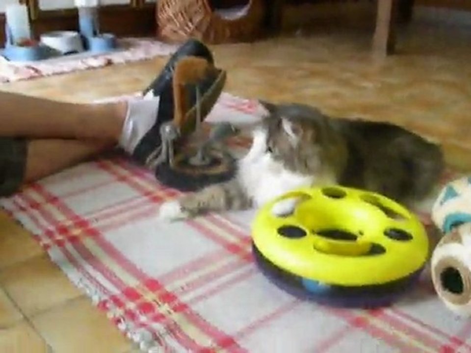 Rocky & Elliot vom Katzenheim Schwaz